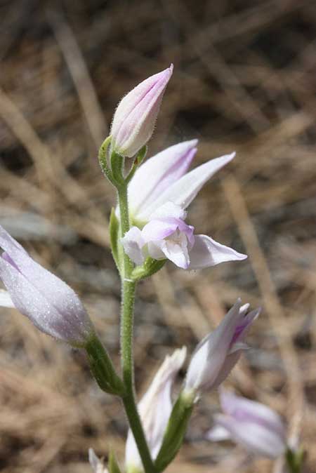 Cephalanthera rubra \ Rotes Waldvögelein / Red Helleborine, TR  Gülnar - Icel 21.5.2010 (Photo: Jan & Liesbeth Essink)