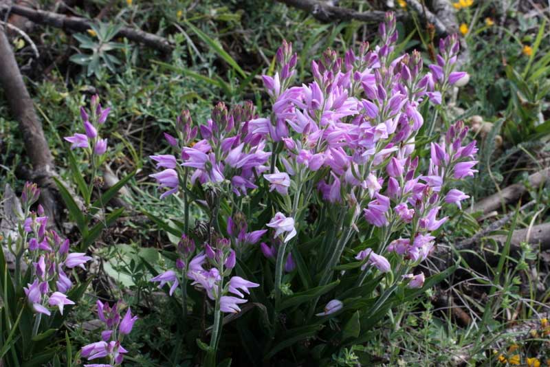 Cephalanthera rubra \ Rotes Waldvögelein / Red Helleborine, TR  Mengen - Bolu 8.6.2010 (Photo: Jan & Liesbeth Essink)