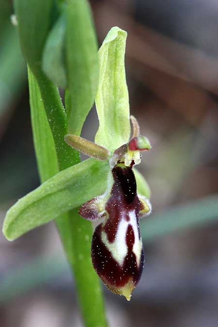 Ophrys cilicica \ Kilikische Ragwurz, TR  Kuyucak - Antalya 13.5.2010 (Photo: Jan & Liesbeth Essink)