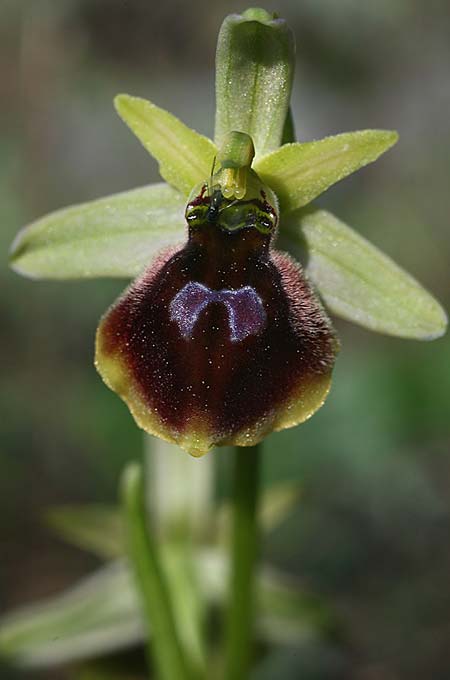 Ophrys climacis \ Klimaxgebirgs-Ragwurz, TR  Kemer 21.3.2016 (Photo: Helmut Presser)