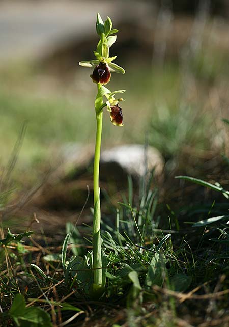 Ophrys climacis / Climax Mountains Bee Orchid, TR  Kemer 21.3.2016 (Photo: Helmut Presser)