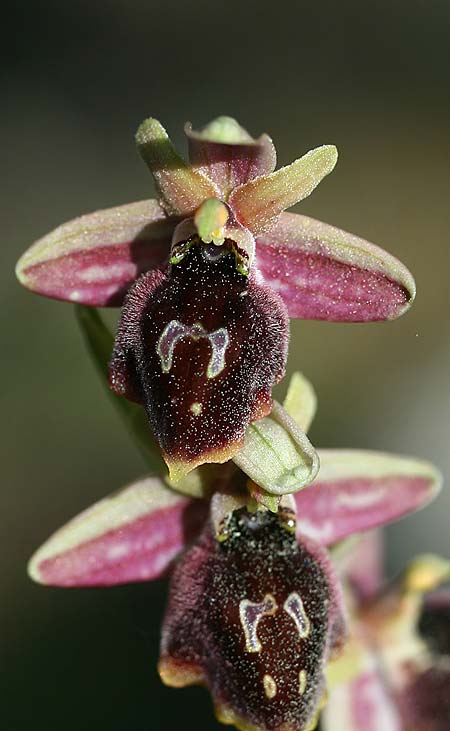 Ophrys climacis / Climax Mountains Bee Orchid, TR  Kemer 21.3.2016 (Photo: Helmut Presser)