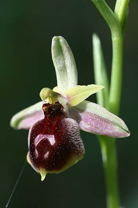 Ophrys climacis / Climax Mountains Bee Orchid, TR  Kemer 21.3.2016 (Photo: Helmut Presser)