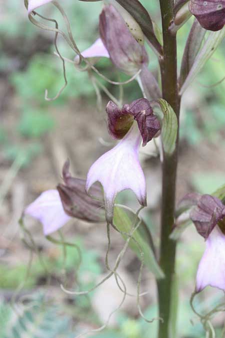 Comperia comperiana \ Bartorchis / Komper's Orchid, TR  Bademli - Antalya 15.5.2010 (Photo: Jan & Liesbeth Essink)