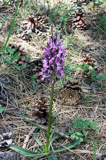 Dactylorhiza romana \ Römische Fingerwurz / Roman Orchid, TR  Mihalccik - Eskisehir 5.5.2010 (Photo: Jan & Liesbeth Essink)