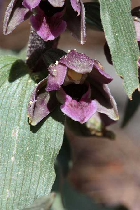 Epipactis helleborine subsp. densifolia \ Dichtblättrige Ständelwurz / Dense-Leaved Helleborine, TR  Ermenek - Karaman 19.5.2010 (Photo: Jan & Liesbeth Essink)