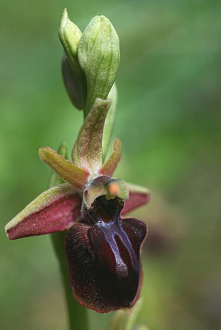 Ophrys herae subsp. osmaniaca \ Türkische Hera-Ragwurz, TR  Manavgat 21.3.2016 (Photo: Helmut Presser)