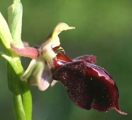 Ophrys herae subsp. osmaniaca \ Türkische Hera-Ragwurz, TR  Tagasil 22.3.2016 (Photo: Helmut Presser)