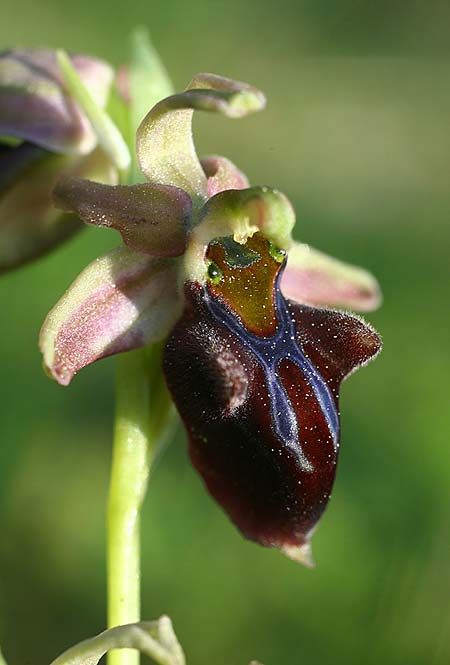 Ophrys herae subsp. osmaniaca \ Türkische Hera-Ragwurz / Turkish Hera Orchid, TR  Tagasil 22.3.2016 (Photo: Helmut Presser)