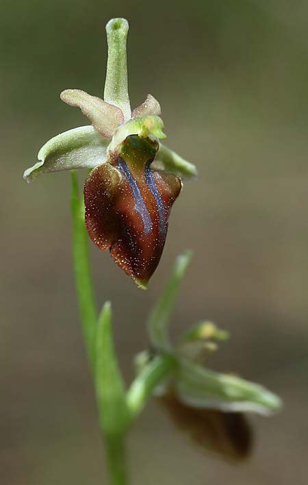 Ophrys herae subsp. osmaniaca \ Türkische Hera-Ragwurz / Turkish Hera Orchid, TR  Oymapinar 25.3.2016 (Photo: Helmut Presser)