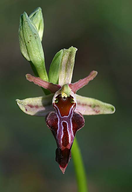 Ophrys herae subsp. osmaniaca \ Türkische Hera-Ragwurz, TR  Tagasil 22.3.2016 (Photo: Helmut Presser)