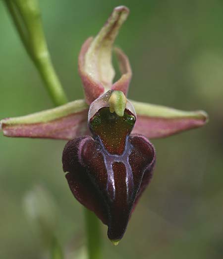 Ophrys herae subsp. osmaniaca \ Türkische Hera-Ragwurz / Turkish Hera Orchid, TR  Manavgat 21.3.2016 (Photo: Helmut Presser)