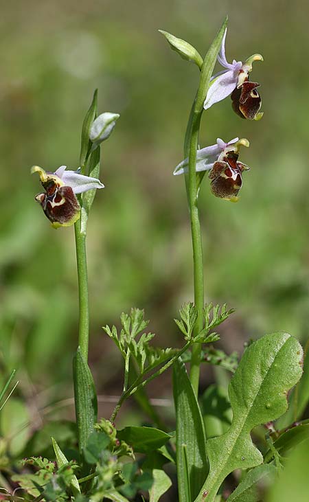 Ophrys heterochila / Various-Lip Bee Orchid, TR  Tagasil 22.3.2016 (Photo: Helmut Presser)