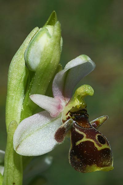 Ophrys heterochila x umbilicata, TR   Olympos 31.3.2016 (Photo: Helmut Presser)
