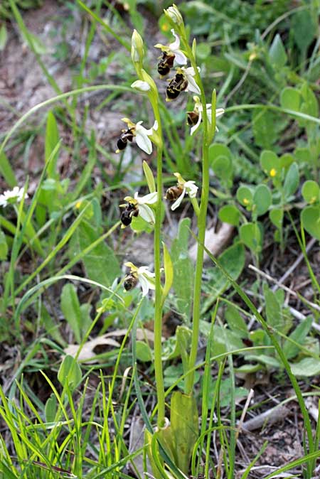 Ophrys hygrophila \ Wasserliebende Ragwurz, TR  Bademli - Antalya 12.5.2010 (Photo: Jan & Liesbeth Essink)