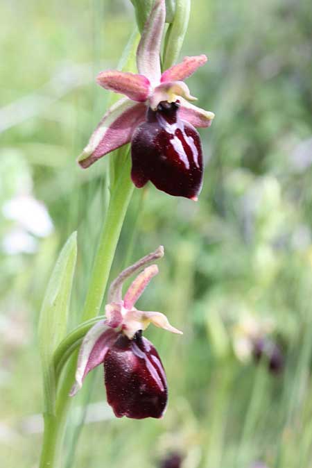 Ophrys iceliensis \ Icel-Ragwurz / Icel Orchid, TR  Findikpinari - Icel 27.5.2010 (Photo: Jan & Liesbeth Essink)