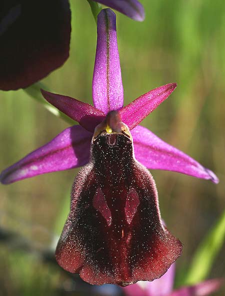 Ophrys labiosa \ Große Hufeisen-Ragwurz / Lipped Orchid, TR  Mt. Olympos 27.3.2016 (Photo: Helmut Presser)