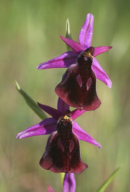 Ophrys labiosa \ Große Hufeisen-Ragwurz / Lipped Orchid, TR  Mt. Olympos 27.3.2016 (Photo: Helmut Presser)