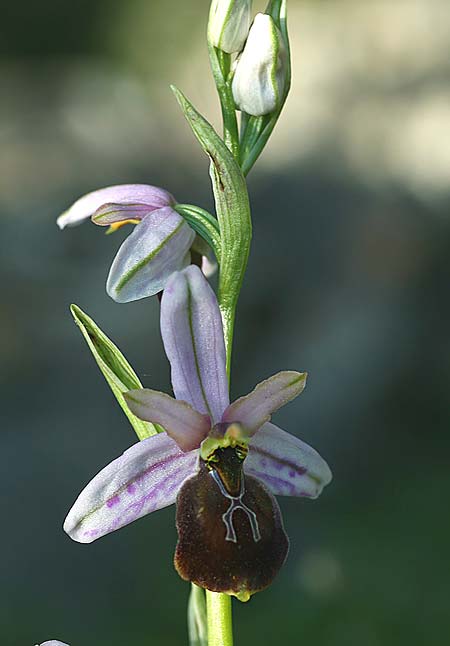 Ophrys lycia \ Lykische Ragwurz, TR  Agullu 26.3.2016 (Photo: Helmut Presser)