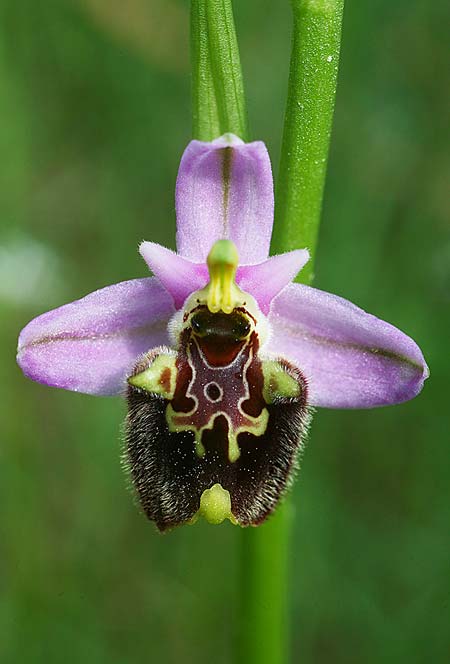 Ophrys lyciensis \ Lykische Hummel-Ragwurz / Lycian Late Spider Orchid, TR  Mt. Olympos 2.4.2016 (Photo: Helmut Presser)