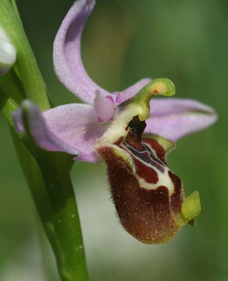 Ophrys lyciensis \ Lykische Hummel-Ragwurz / Lycian Late Spider Orchid, TR  Mt. Olympos 2.4.2016 (Photo: Helmut Presser)