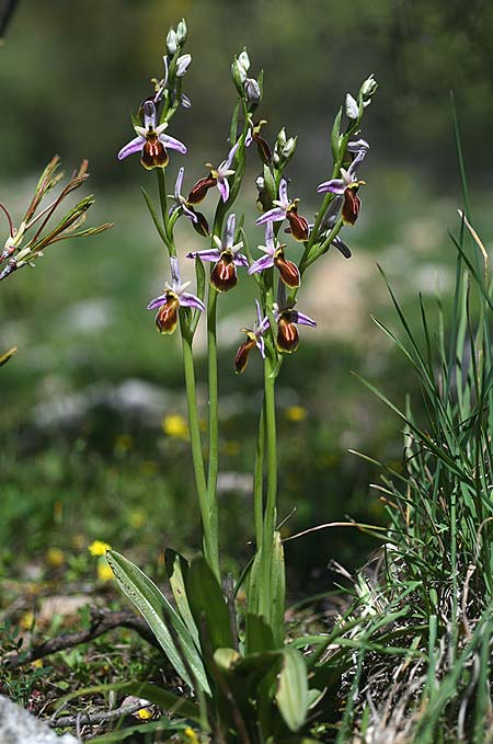 Ophrys lycia \ Lykische Ragwurz, TR  Agullu 26.3.2016 (Photo: Helmut Presser)