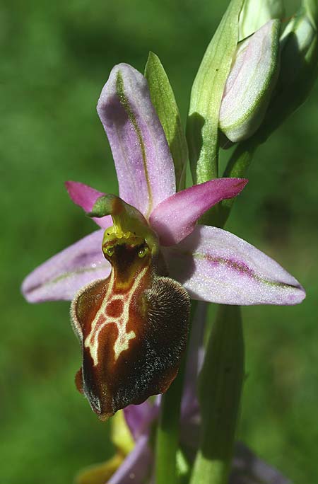 Ophrys lycia \ Lykische Ragwurz, TR  Agullu 26.3.2016 (Photo: Helmut Presser)