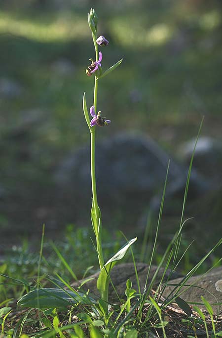 Ophrys lyciensis \ Lykische Hummel-Ragwurz / Lycian Late Spider Orchid, TR  Mt. Olympos 2.4.2016 (Photo: Helmut Presser)