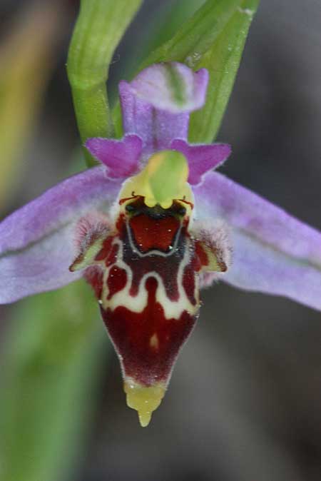 Ophrys oestrifera subsp. minutiflora \ Pamphylia-Ragwurz / Pamphylia Orchid, TR  Geblen - Denizli 2.5.2010 (Photo: Jan & Liesbeth Essink)