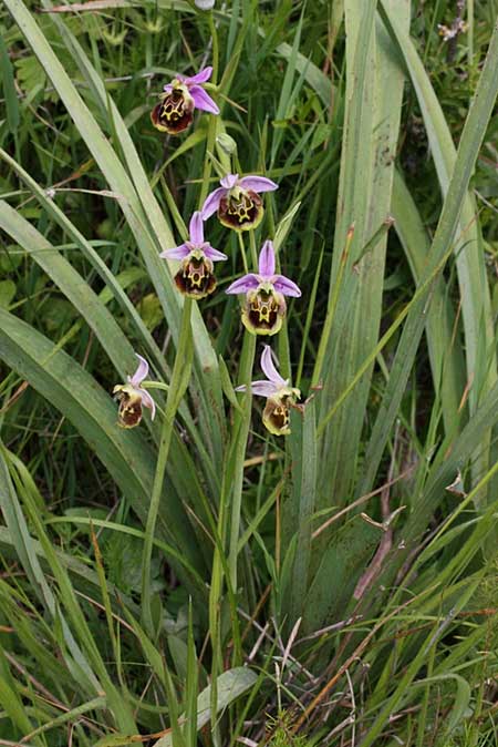 Ophrys oblita / Forgotten Bee Orchid, TR  Findikpinari - Icel 27.5.2010 (Photo: Jan & Liesbeth Essink)