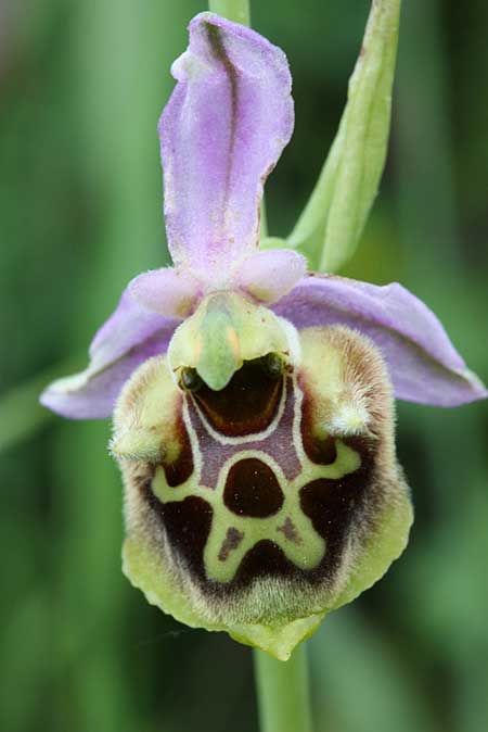 Ophrys oblita / Forgotten Bee Orchid, TR  Findikpinari - Icel 27.5.2010 (Photo: Jan & Liesbeth Essink)