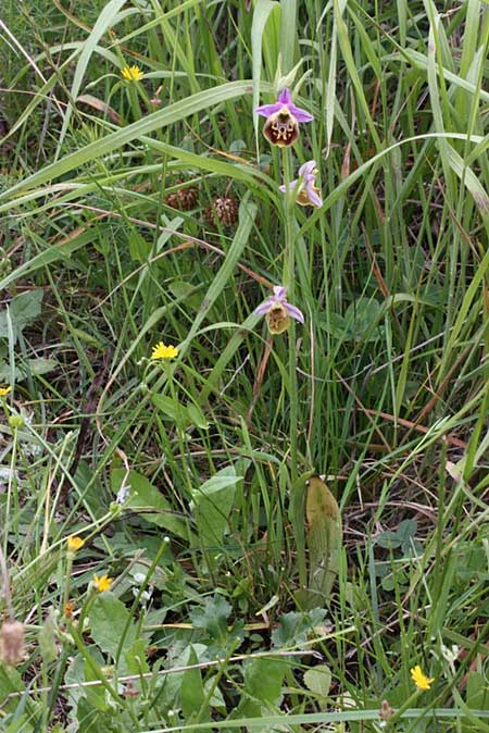 Ophrys oblita / Forgotten Bee Orchid, TR  Findikpinari - Icel 27.5.2010 (Photo: Jan & Liesbeth Essink)