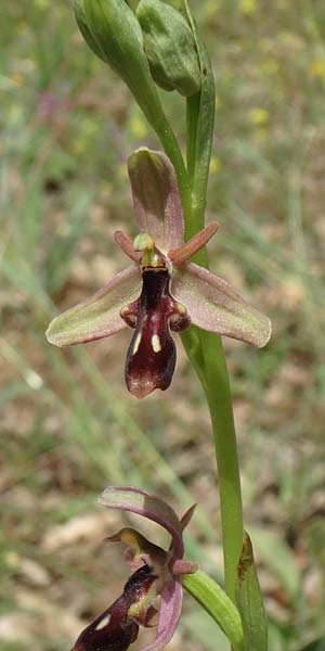 Ophrys cilicica \ Kilikische Ragwurz, TR  Kuyucak 21.5.2018 (Photo: Luc Segers)