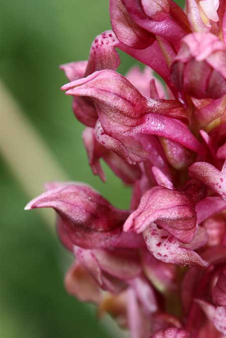 Anacamptis coriophora \ Wanzen-Knabenkraut / Bug Orchid, TR  Eflani - Karabuk 7.6.2010 (Photo: Jan & Liesbeth Essink)