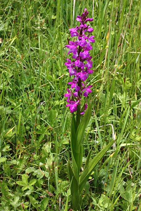 Anacamptis palustris subsp. elegans \ Elegantes Sumpf-Knabenkraut / Elegant Marsh Orchid, TR  Hacihali - Corum 1.5.2010 (Photo: Jan & Liesbeth Essink)