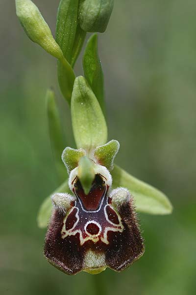 Ophrys fuciflora subsp. pallidiconi, TR  Tekke 23.3.2016 (Photo: Helmut Presser)