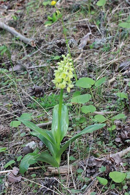 Orchis pallens \ Bleiches Knabenkraut, Blasses Knabenkraut / Pale-flowered Orchid, TR  Seben - Bolu 8.5.2010 (Photo: Jan & Liesbeth Essink)