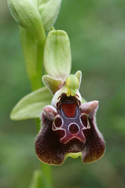 Ophrys fuciflora subsp. pallidiconi, TR  Tekke 23.3.2016 (Photo: Helmut Presser)