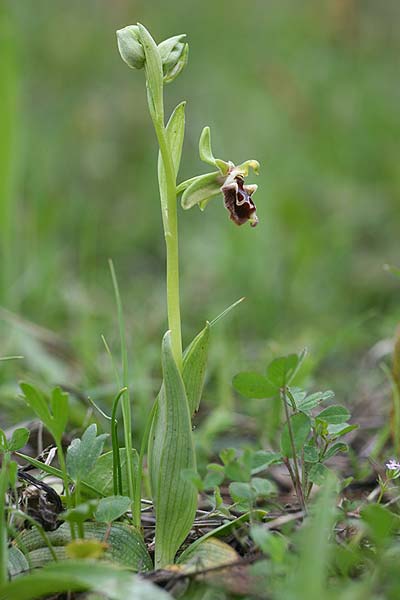 Ophrys fuciflora subsp. pallidiconi \ Türkische Hummel-Ragwurz, TR  Tekke 23.3.2016 (Photo: Helmut Presser)