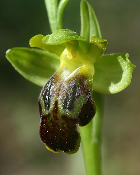 Ophrys phaseliana \ Phaselis-Ragwurz / Phaselis Orchid, TR  Mt. Olympos 1.4.2016 (Photo: Helmut Presser)