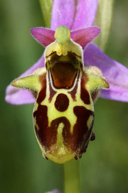 Ophrys phrygia \ Phrygische Ragwurz / Phrygian Bee Orchid, TR  Findikpinari - Icel 27.5.2010 (Photo: Jan & Liesbeth Essink)