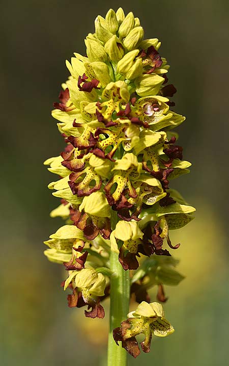 Orchis punctulata \ Punktiertes Knabenkraut, TR  Manavgat 23.3.2016 (Photo: Helmut Presser)