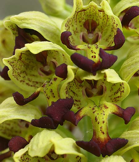 Orchis punctulata \ Punktiertes Knabenkraut, TR  Manavgat 23.3.2016 (Photo: Helmut Presser)