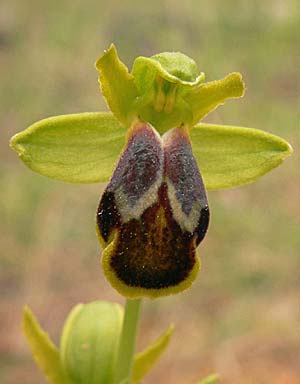 Ophrys attaviria x phaseliana, TR   Provinz Mugla, Dalaman, Karacaören 7.5.2007 (Photo: Werner Hahn)