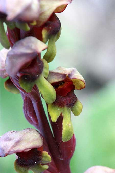 Steveniella satyrioides \ Kappenorchis, TR  Abant - Bolu 10.5.2010 (Photo: Jan & Liesbeth Essink)