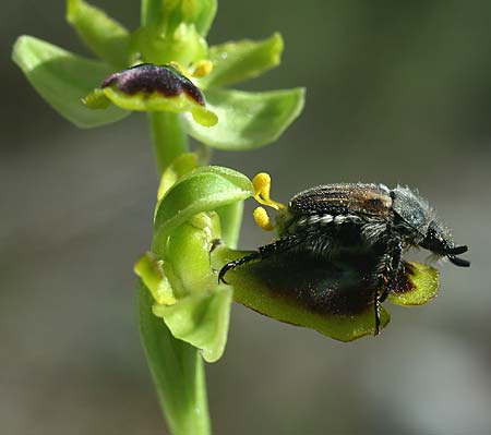 Ophrys urteae / Beetle  (with Blitopertha nigripennis), TR  Oymapinar 24.3.2016 (Photo: Helmut Presser)