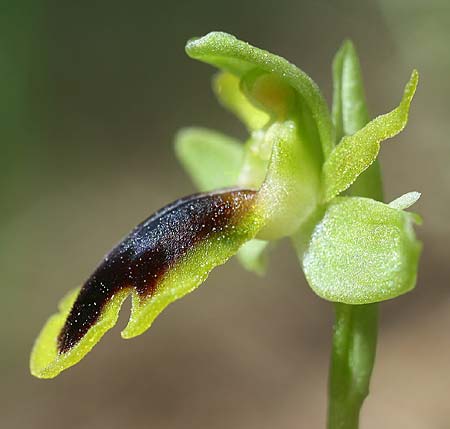 Ophrys urteae \ Käfer-Ragwurz, TR  Oymapinar 24.3.2016 (Photo: Helmut Presser)