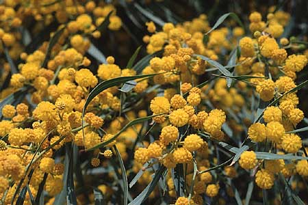 Acacia retinodes \ Immerblhende Akazie / Water Wattle, Tunesien/Tunisia Hammamet 20.3.1997