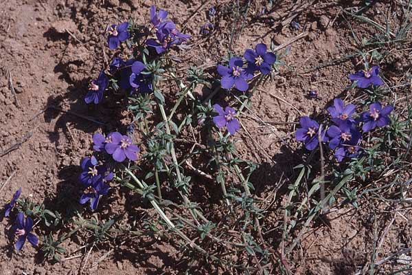 Lysimachia monelli \ Leinblttriger Gauchheil / Flaxleaf Pimpernel, Tunesien/Tunisia Hammamet 18.3.1997