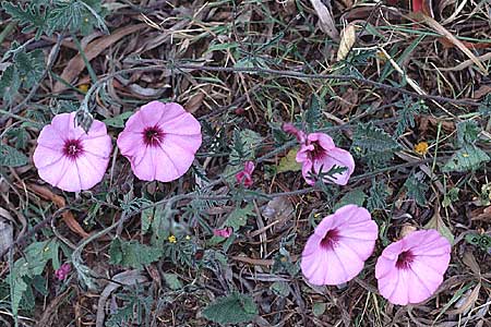 Convolvulus althaeoides \ Malvenblttrige Winde, Tunesien Hammamet 20.3.1997